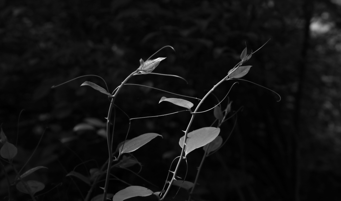 2018 05 21 HTP 24007